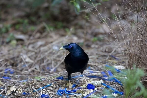 Satin Bowerbird - male adult stands in front of its beautiful decorated Bower. This one seems to have a penchant for blue, because it collected all kind of objects with a brightly blue colour - Lamington National Park