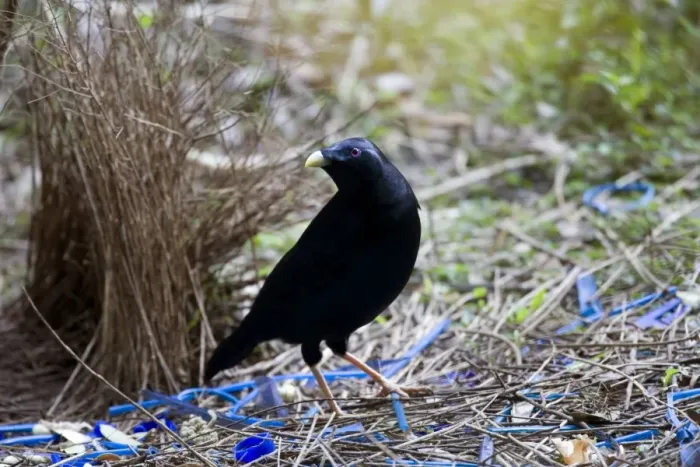 Framed Print : Satin Bowerbird - male adult stands in front of its beautiful decorated Bower. This one seems to have a penchant for blue, because it collected all kind of objects with a brightly blue colour - Lamington National Park Framed Print : Satin Bowerbird - male adult stands in front of its beautiful decorated Bower. This one seems to have a penchant for blue, because it collected all kind of objects with a brightly blue colour - Lamington National Park