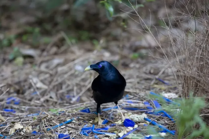 Framed Print : Satin Bowerbird - male adult stands in front of its beautiful decorated Bower. This one seems to have a penchant for blue, because it collected all kind of objects with a brightly blue colour - Lamington National Park Framed Print : Satin Bowerbird - male adult stands in front of its beautiful decorated Bower. This one seems to have a penchant for blue, because it collected all kind of objects with a brightly blue colour - Lamington National Park