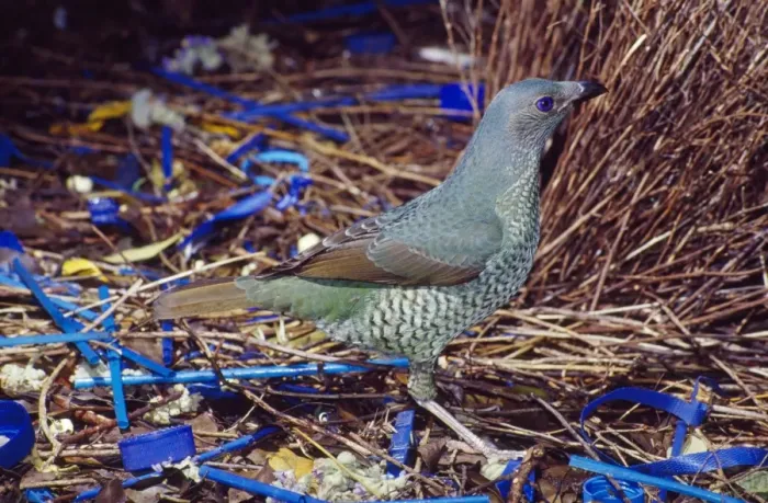 Framed Print : Satn Bowerbird - female inspecting male's bower Framed Print : Satn Bowerbird - female inspecting male's bower