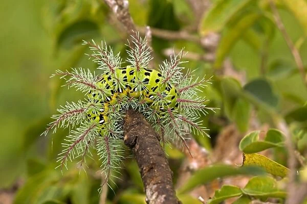 Saturiid moth caterpillar - defensive display - with urticating(stinging) hairs - Tropical dry forest - Santa Rosa national park - Costa Rica
