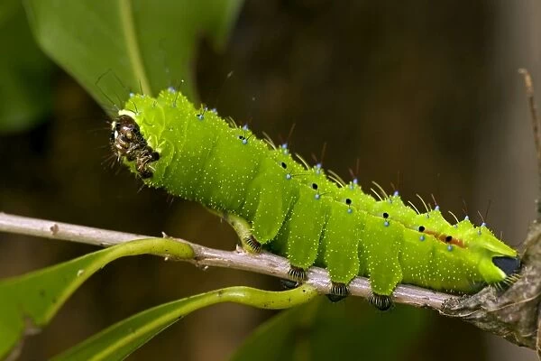 Saturnid moth caterpillar - Tropical dry forest - Santa Rosa National Park- Costa Rica