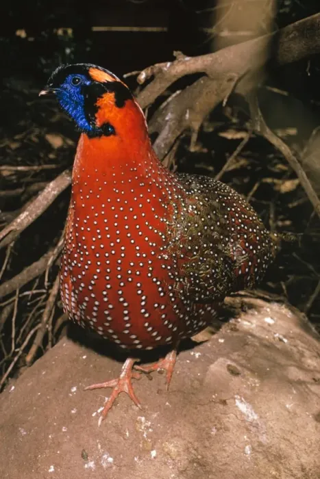 Framed Print : Satyr Tragopan - Male Framed Print : Satyr Tragopan - Male