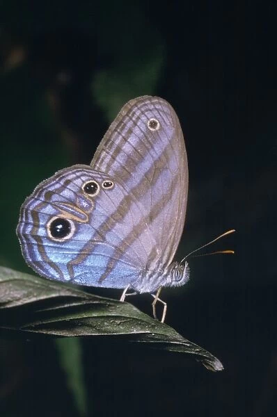 Satyrid Butterfly South America
