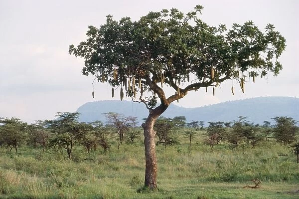 Sausage Tree East Africa