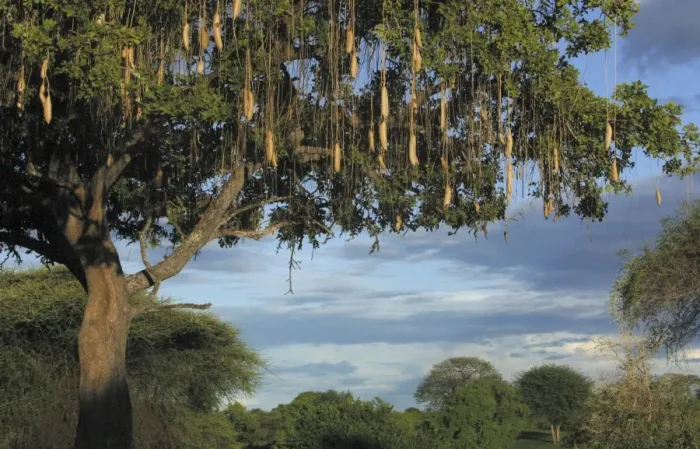 Framed Print : Sausage Tree - Ruaha National Park - Tanzania - Africa Framed Print : Sausage Tree - Ruaha National Park - Tanzania - Africa