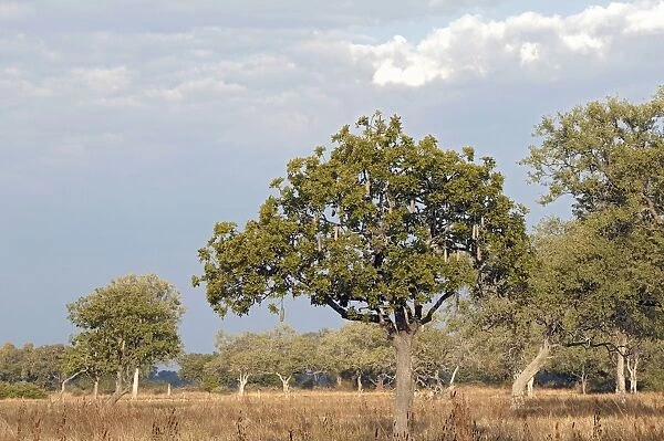 Sausage Tree - South Luangwa Valley National Park - Zambia