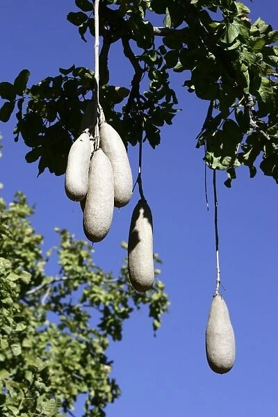 Sausage Tree. South Luangwa Valley National Park - Zambia - Africa