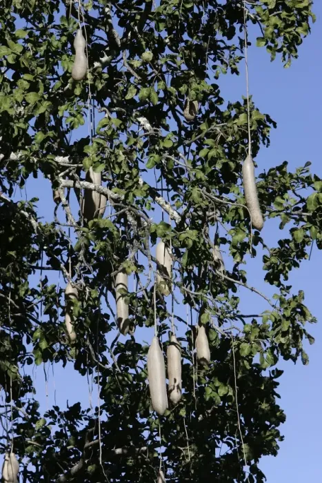 Framed Print : Sausage Tree. South Luangwa Valley National Park - Zambia - Africa Framed Print : Sausage Tree. South Luangwa Valley National Park - Zambia - Africa