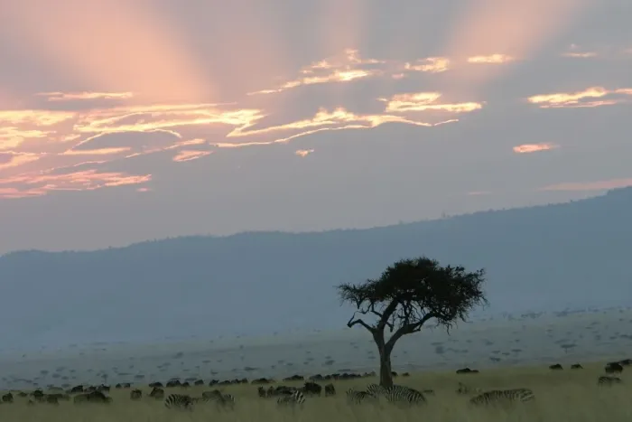 Framed Print : Savane masai mara Framed Print : Savane masai mara