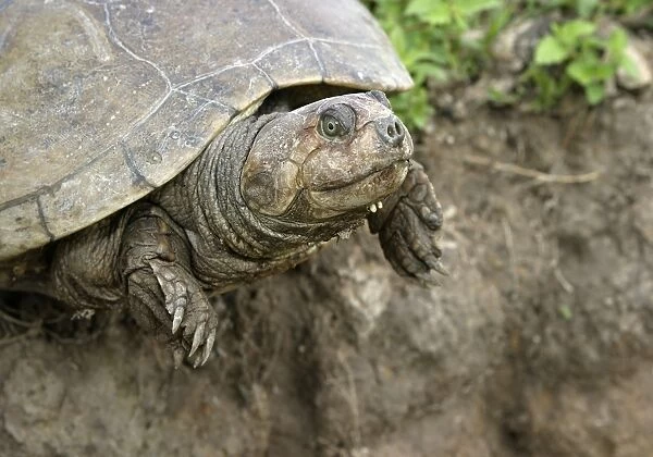 Savanna Side-necked Turtle