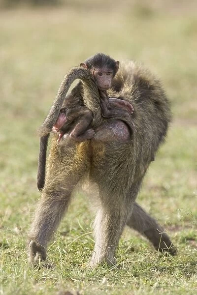 Savannah Baboon - An infant baboon clings to his mother's rear end as he tries to ride jockey style Maasai Mara Reserve, Kenya