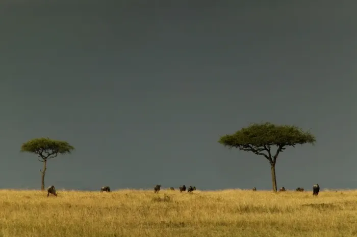 Framed Print : Savannah With grazing animals Maasai Mara, Kenya, Africa Framed Print : Savannah With grazing animals Maasai Mara, Kenya, Africa