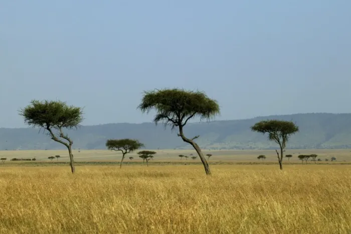 Framed Print : Savannah Maasai mara, Transmara, Kenya Framed Print : Savannah Maasai mara, Transmara, Kenya