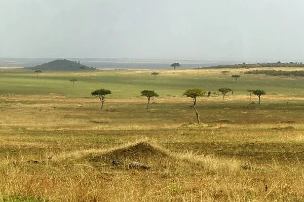 Savannah Maasai mara, Transmara, Kenya