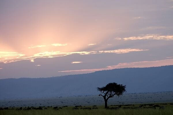 Savannah - Masai Mara - Kenya
