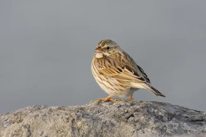 Framed Print : Savannah Sparrow Framed Print : Savannah Sparrow
