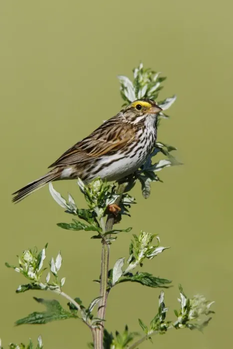 Framed Print : Savannah Sparrow Framed Print : Savannah Sparrow