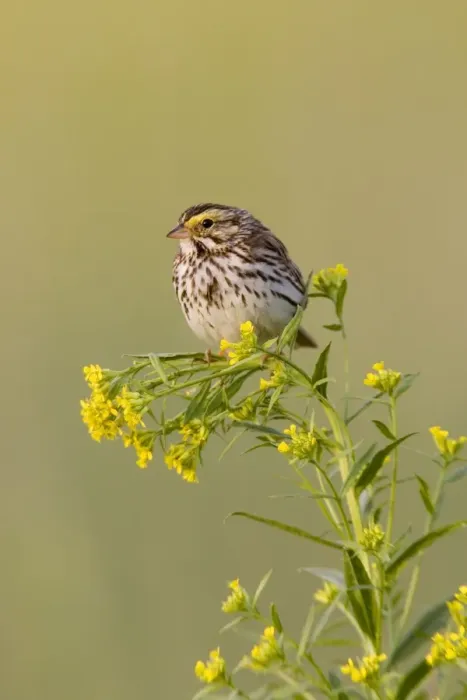 Framed Print : Savannah Sparrow Framed Print : Savannah Sparrow