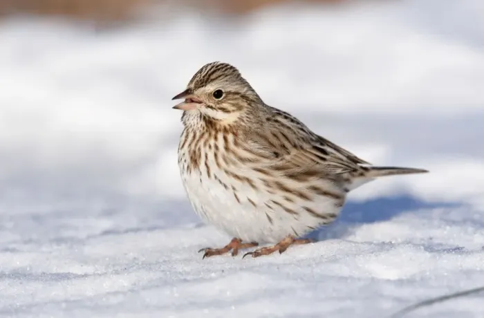 Framed Print : Savannah Sparrow - in snow - Ipswich variety of Savannah formerly known as Passerculus princeps. January - MA - USA Framed Print : Savannah Sparrow - in snow - Ipswich variety of Savannah formerly known as Passerculus princeps. January - MA - USA