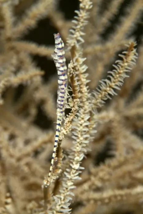 Framed Print : Saw Blade  /  Needle Shrimp - Indonesia