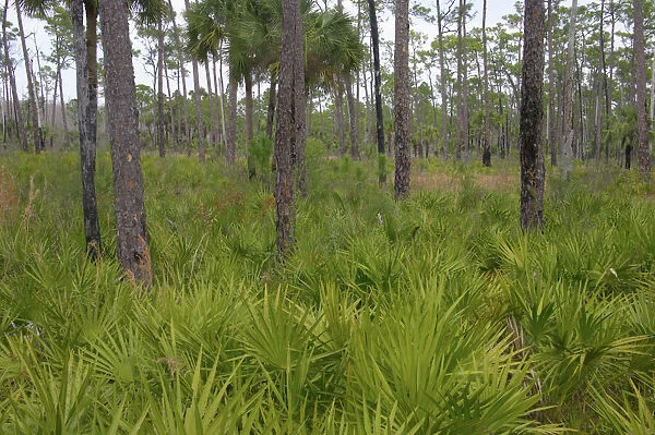 Saw Palmetto undersgrowth, Corkscrew Swamp Sanctuary, Florida, USA LA000021