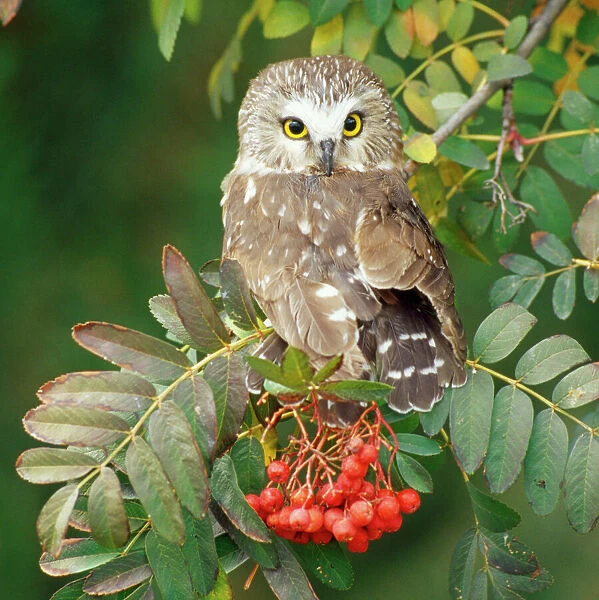 Saw-whet Owl - perched in Rowan tree