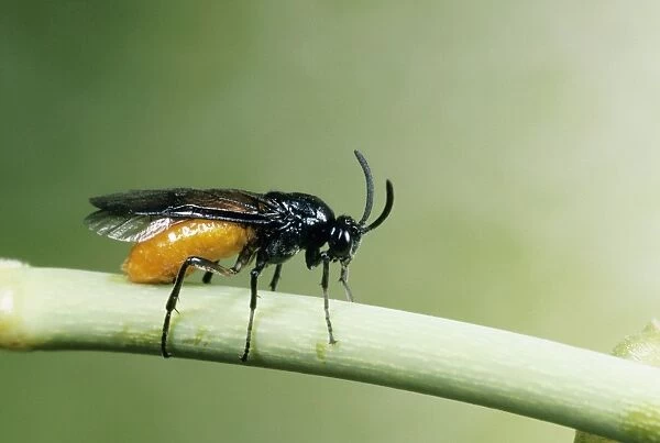 Sawfly Female laying eggs in rose stem, UK