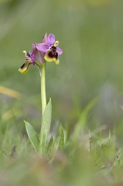 Sawfly Orchid - Spain - Europe