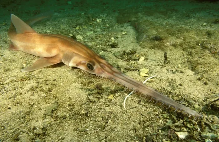 Framed Print : Sawshark Australia SND01667 Framed Print : Sawshark Australia SND01667