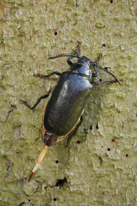 Framed Print : Sawyer / Tanner Beetle - female on tree stump - Lower Saxony - Germany Framed Print : Sawyer / Tanner Beetle - female on tree stump - Lower Saxony - Germany