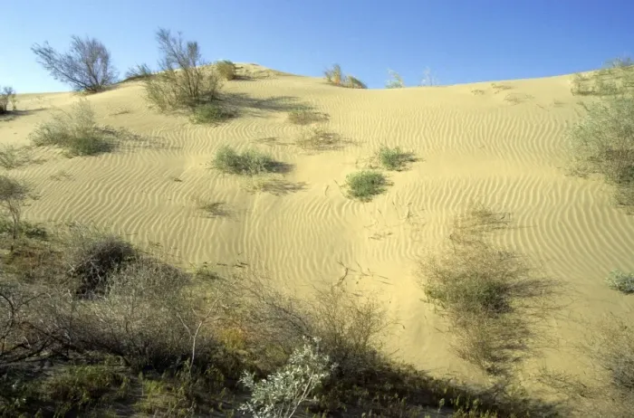 Framed Print : Saxaul trees and a mixture of other trees and bushes - on wind-shaped sand dune - Karakum desert - Turkmenistan - Spring - April Tm31. 0388
