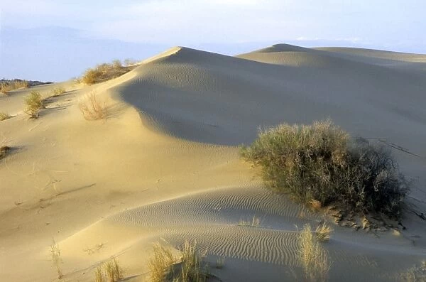 Saxaul Trees - on wind-shaped sand dunes - Karakum desert - Turkmenistan - Spring - April Tm31. 0389