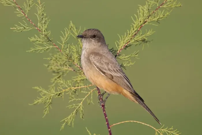 Framed Print : Say's Phoebe - January - Southern California - USA Framed Print : Say's Phoebe - January - Southern California - USA