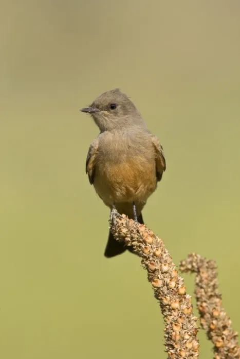Framed Print : Say's Phoebe, Sayornis saya. Washington in July Framed Print : Say's Phoebe, Sayornis saya. Washington in July