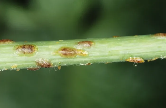 Framed Print : Scale Insects ROG 7916 On Monstera plant, life size. © Bob Gibbons  /  ardea. com