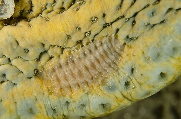 Scale Worm - on underside of Sea Cucumber (Bohadschia sp) - Laha dive site, Ambon, Maluku (Moluccas), Indonesia Date: 24-Jul-19