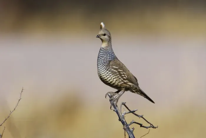 Framed Print : Scaled Quail Framed Print : Scaled Quail