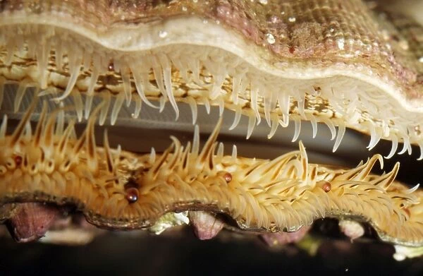 Scallop PM 9210 Eyes and tentacles at edge of mantle Pecten species © Pat Morris  /  ARDEA LONDON