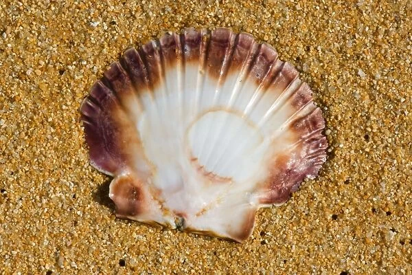 Scallop empty shell of a scallop washed ashore at a sandy beach Totaranui, Abel Tasman National Park, Tasman District, South Island, New Zealand