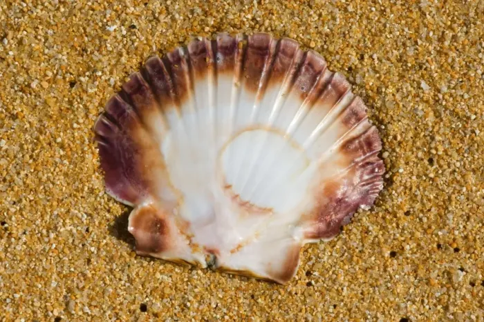 Framed Print : Scallop empty shell of a scallop washed ashore at a sandy beach Totaranui, Abel Tasman National Park, Tasman District, South Island, New Zealand Framed Print : Scallop empty shell of a scallop washed ashore at a sandy beach Totaranui, Abel Tasman National Park, Tasman District, South Island, New Zealand