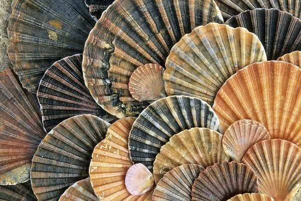 Scallop Shells - detailed arrangement, beach at Coto Donana National Park, Andalucia, South Spain