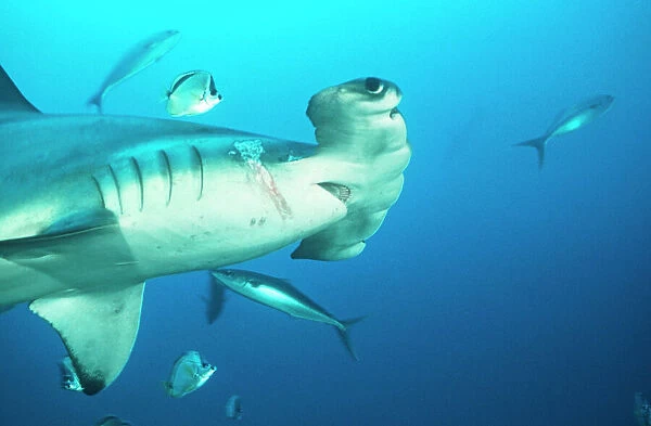 Scalloped Hammerhead Shark - close-up of head to flippers, showing injury. Cocos Island, Costa Rica