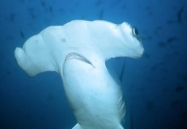 Scalloped Hammerhead Shark - Close-up of head, underside view. Cocos Island, Costa Rica