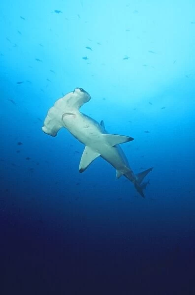 Scalloped Hammerhead Shark Cocos Island, Costa Rica