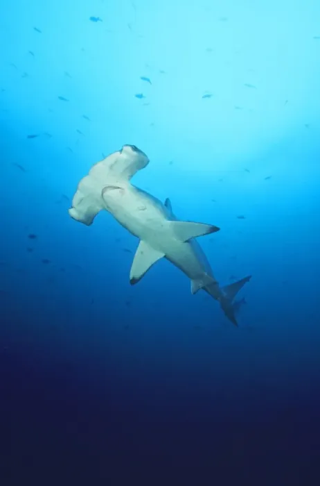 Framed Print : Scalloped Hammerhead Shark Cocos Island, Costa Rica Framed Print : Scalloped Hammerhead Shark Cocos Island, Costa Rica