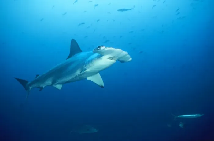 Framed Print : Scalloped Hammerhead Shark Cocos Island, Costa Rica Framed Print : Scalloped Hammerhead Shark Cocos Island, Costa Rica