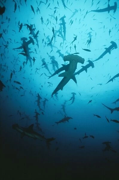 Scalloped Hammerhead Shark - group  /  school Cocos Island, Costa Rica