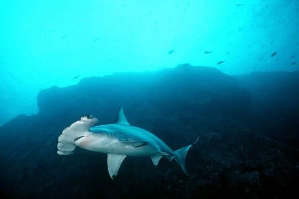 Scalloped Hammerhead Shark - This species found in warm temperate seas of the world. Usually seen underwater between 2-3 m. length. Galapagos Islands, Equador. SSH-003