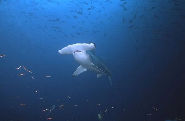 Scalloped Hammerhead Shark - This species found in warm temperate seas of the world. Usually seen underwater between 2-3 m. length. Galapagos Islands, Equador. SHH-004
